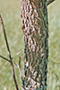 green ash