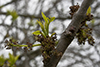 green ash