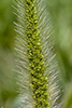 green foxtail