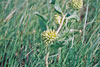 green milkweed
