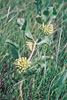 green milkweed