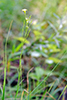 grooved yellow flax