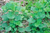 ground ivy