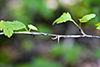 hairy-stem gooseberry