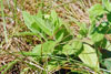 hairy hedge nettle (var. pilosa)