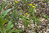 hairy puccoon