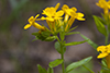 hairy puccoon