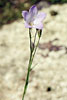 harebell