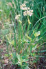 heart-leaved four o’clock