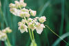 heart-leaved four o’clock