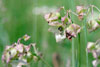 heart-leaved four o’clock