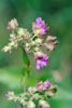 heart-leaved four o’clock