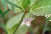 heart-leaved four o’clock