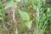 heart-leaved four o’clock
