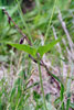 heart-leaved four o’clock