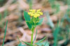heart-leaved golden alexanders