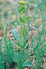 heart-leaved golden alexanders