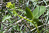 heart-leaved golden alexanders