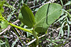 heart-leaved golden alexanders