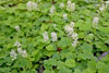 heartleaf foamflower