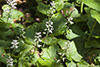 heartleaf foamflower