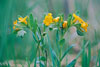 hoary puccoon