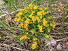 hoary puccoon