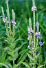 hoary vervain