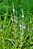 hoary vervain