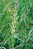 hoary vervain