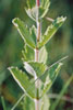 hoary vervain