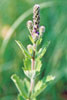 hoary vervain