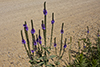 hoary vervain