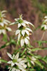 horsemint