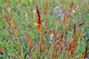 Indiangrass
