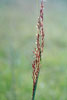 Indiangrass