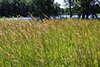 Indiangrass