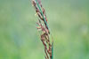 Indiangrass