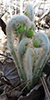interrupted fern