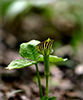 Jack-in-the-pulpit