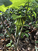 Jack-in-the-pulpit