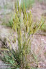 June grass