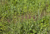 June grass