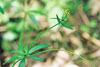 kidney-leaved buttercup