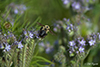 common looper on lacy phacelia