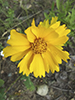 lance-leaf coreopsis