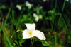large-flowered trillium
