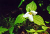 large-flowered trillium