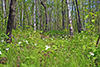 large-flowered trillium