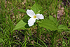 large-flowered trillium